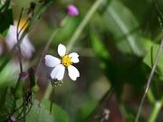 Honey Bees Pollination