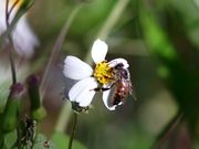 Honey Bees Pollination