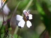 Honey Bees Pollination