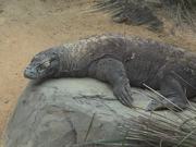 Komodo Dragon