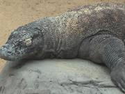 Komodo Dragon