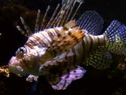 Lionfish Fish Ocean