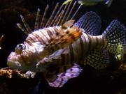 Lionfish Fish Ocean