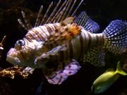 Lionfish Fish Ocean