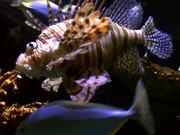 Lionfish Fish Ocean