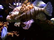 Lionfish Fish Ocean
