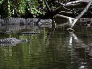 American Alligator
