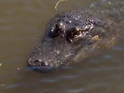 American Alligator