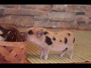 Cute Mini Piggy