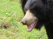 Indian Sloth Bear