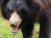 Indian Sloth Bear