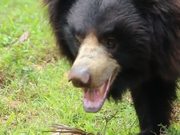 Indian Sloth Bear