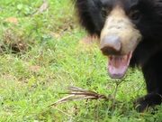 Indian Sloth Bear