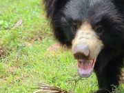 Indian Sloth Bear
