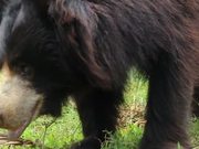 Indian Sloth Bear
