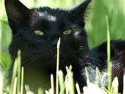 Black Cat in Grass