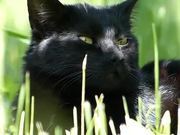 Black Cat in Grass