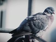 Pigeon