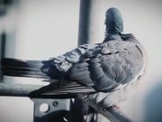 Pigeon