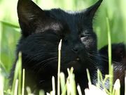Black Cat in Grass