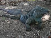 Blue Iguana