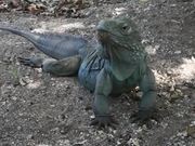 Blue Iguana