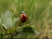 Ladybug