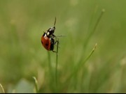 Ladybug