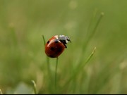 Ladybug