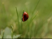 Ladybug