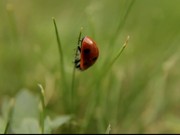 Ladybug