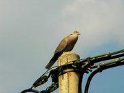 Singing Dove