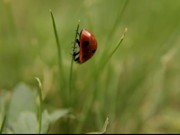Ladybug