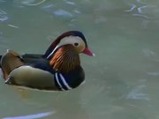 Multi Color Duck