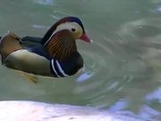 Multi Color Duck