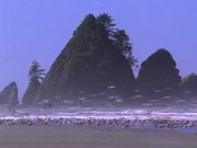 Ocean Waves and Birds