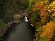 Forest Scenery Royalty