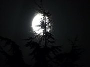 Full Moon and Pine