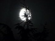 Full Moon and Pine
