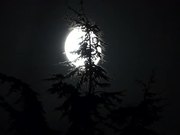 Full Moon and Pine