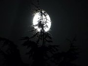 Full Moon and Pine