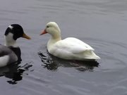 White Duck