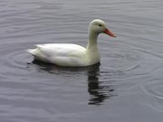 White Duck