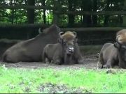 Buffalo Bison