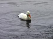 White Duck