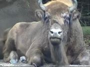 Buffalo Bison