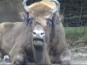 Buffalo Bison