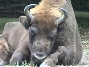 Buffalo Bison