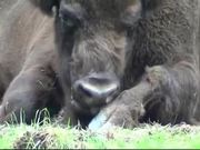 Buffalo Bison
