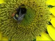 Bumblebee on Sunflower